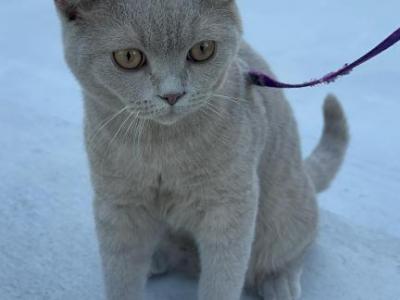 Captain Sushi - British Shorthair - Gallery Photo #1