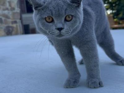 Admiral Meowington - British Shorthair - Gallery Photo #1