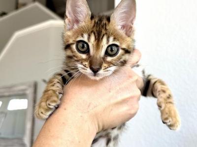 Spotted Girl - Bengal - Gallery Photo #1