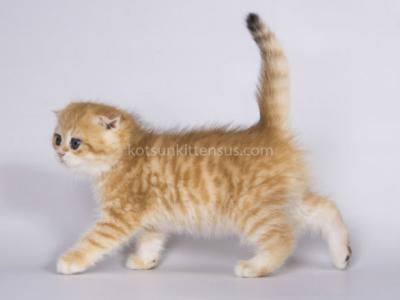 Nair Scottish Fold Golden Tabby Chinchilla Boy - Scottish Fold - Gallery Photo #1