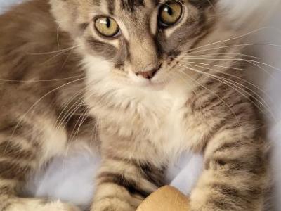 Tampa - Maine Coon - Gallery Photo #1