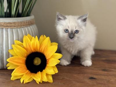 Ragdoll Kittens Ready For Summer - Ragdoll - Gallery Photo #1