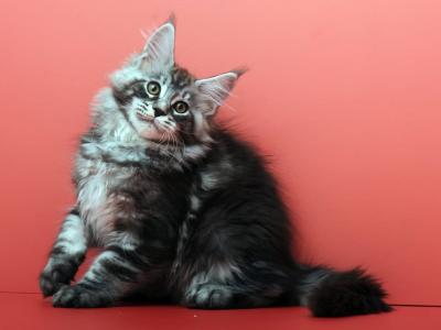 Brilliant - Maine Coon - Gallery Photo #1