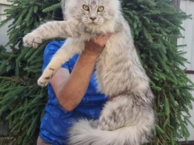 Sadora - Maine Coon - Gallery Photo #1