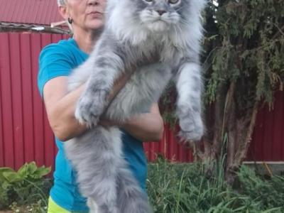 Grand Cherie - Maine Coon - Gallery Photo #1