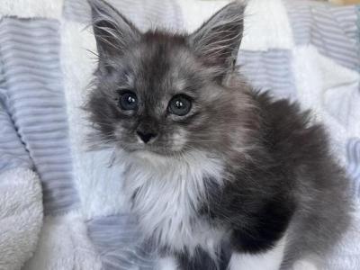 Male A1 - Maine Coon - Gallery Photo #1