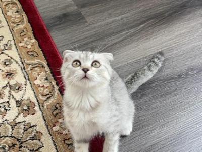 Jasmine - Scottish Fold - Gallery Photo #1