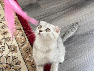 Jasmin - Scottish Fold - Gallery Photo #1