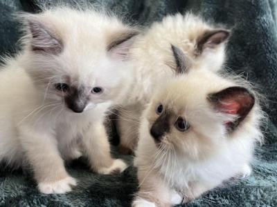 Siberian Kittens - Siberian - Gallery Photo #1