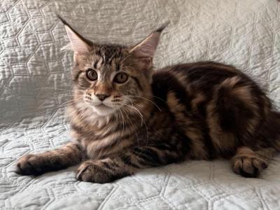 Female A2 - Maine Coon - Gallery Photo #1