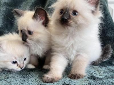 Siberian Kittens - Siberian - Gallery Photo #1