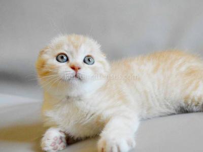 Nyura Creamy Bicolor Scottish Fold Baby Girl - Scottish Fold - Gallery Photo #1