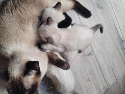 3 Kitties Available - Siamese - Gallery Photo #1