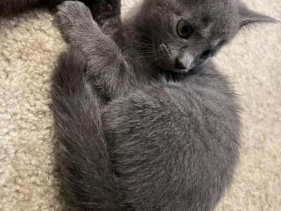 Jojo - Nebelung - Gallery Photo #1