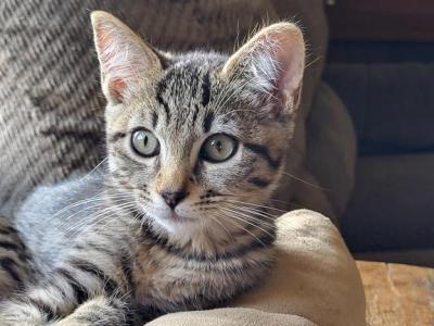 Bengalese Male Kitten - Bengal - Gallery Photo #1