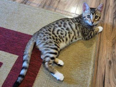 Hybrid Bengalese Male Brown Black Spotted Rosette - Bengal - Gallery Photo #1