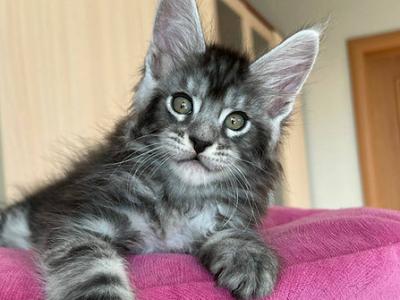 Chester - Maine Coon - Gallery Photo #1
