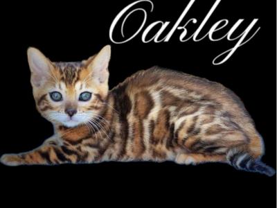 Oakley - Bengal - Gallery Photo #1