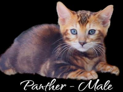 Panther - Bengal - Gallery Photo #1