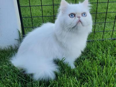 White Persian Female - Persian - Gallery Photo #1