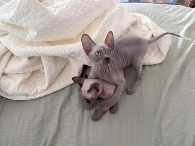 Bambino & Sphynx Litter Available Now - Sphynx - Gallery Photo #1