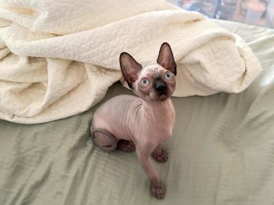 Apollo & Ares - Sphynx - Gallery Photo #1