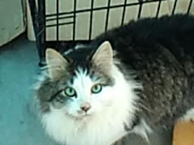 Voldemort - Male Ragdoll Cat For Sale in Washington, United States ...