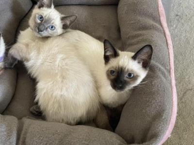 Eclipse Litter - Siamese - Gallery Photo #1