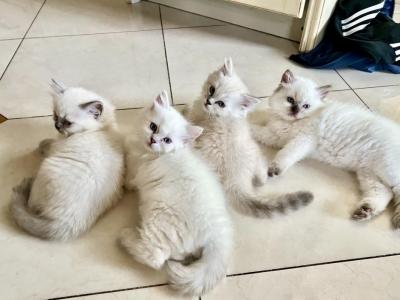 Ragdoll Kittens - Ragdoll - Gallery Photo #1