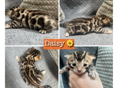 Daisy RESERVED - Bengal - Gallery Photo #1