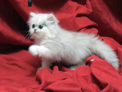 Amber X Hi Ho Silver Patches - Persian - Gallery Photo #1