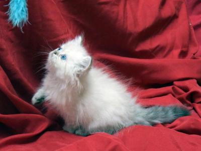 Amber X Hi Ho Silver Male - Persian - Gallery Photo #1