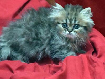 Amber X Hi Ho Silver Girl - Persian - Gallery Photo #1