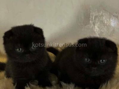 Dorothy Black Gorgerous Scottish Fold Baby Girl - Scottish Fold - Gallery Photo #1