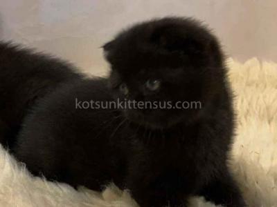 Darth Black Gorgerous Scottish Fold Baby Boy - Scottish Fold - Gallery Photo #1