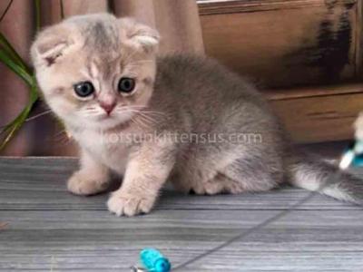 Little Bruce Blue Golden Baby Boy Scottish Fold - Scottish Fold - Gallery Photo #1