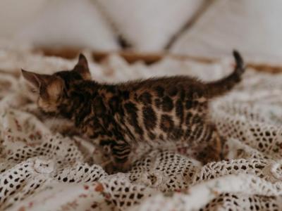 Chloes Babies - Bengal - Gallery Photo #1