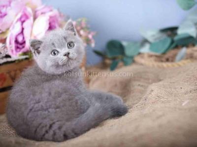 Flower Blue Solid British Shorthair Baby Boy - Scottish Fold - Gallery Photo #1