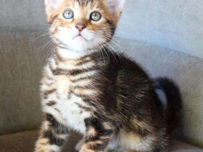 May Kittens - Bengal - Gallery Photo #1