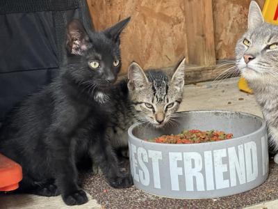 Beautiful Black Kitten Friend - American Shorthair - Gallery Photo #1