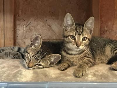 Twin Tiger Kittens - American Shorthair - Gallery Photo #1