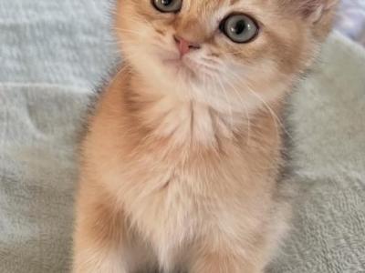 Lovable Usher British Shorthair Kitten - British Shorthair - Gallery Photo #1