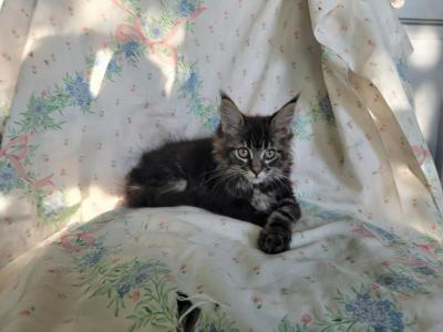 Baby Girl - Maine Coon - Gallery Photo #1