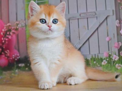 Golden Shell Ny 12 Chinchilla British Girl - British Shorthair - Gallery Photo #1