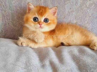 Annita Rare Chocolate Golden Shell Chinchilla By12 - British Shorthair - Gallery Photo #1