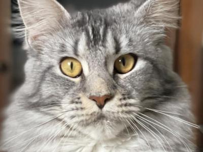 Nika - Maine Coon - Gallery Photo #1