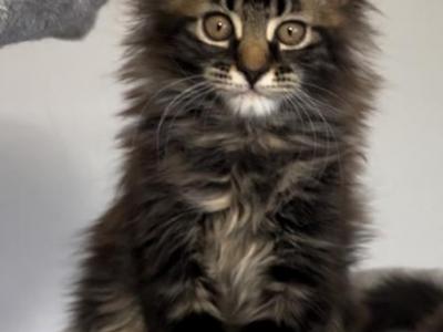 Mary - Maine Coon - Gallery Photo #1