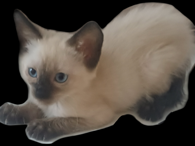 Siamese Kitten  Drew - Siamese - Gallery Photo #1