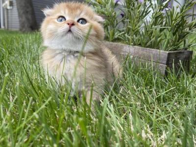 Oliver - Scottish Fold - Gallery Photo #1