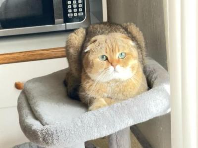 Gucci - Scottish Fold - Gallery Photo #1